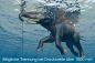 Preview: Duschrückwand "schwimmender Elefant"